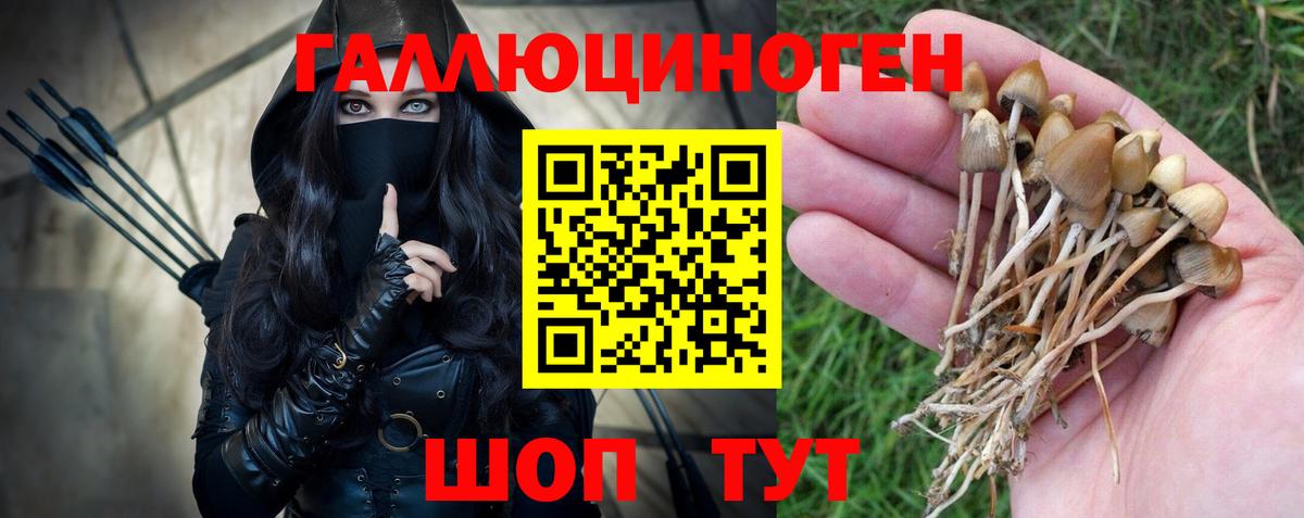 Калининград  Псилоцибиновые грибы Psilocybe  Вход с VPN 